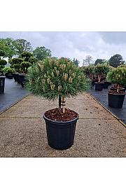 Pinus nigra Marie Bregeon C15 Lit. Na steblu 20 cm Krošnja 35/+ cm