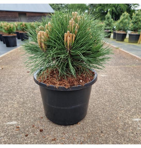 Pinus nigra Marie Bregeon C12 Lit. 35-40 cm Krogla