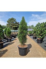 Pinus nigra Green Tower C35 Lit. 100-110 cm