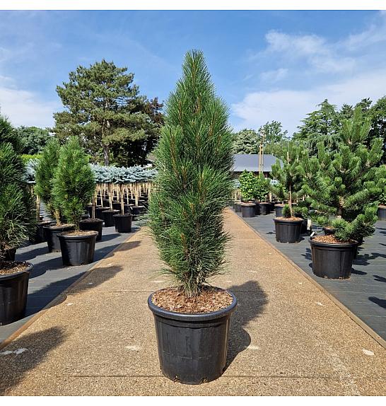 Pinus nigra Green Tower C35 Lit. 100-110 cm