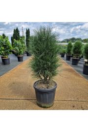 Pinus nigra Green Tower C18 Lit. 60-70 cm