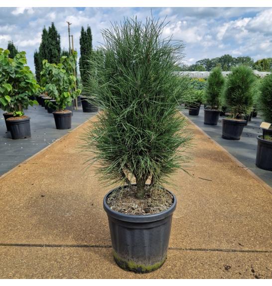 Pinus nigra Green Tower C18 Lit. 60-70 cm