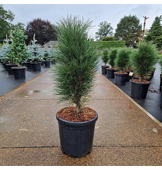 Pinus nigra Green Tower C18 Lit. 50-60 cm
