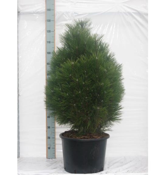 Pinus nigra Green Tower C15 Lit. 80-100 cm