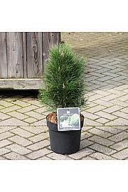 Pinus nigra Green Tower C11 Lit. 40-50 cm