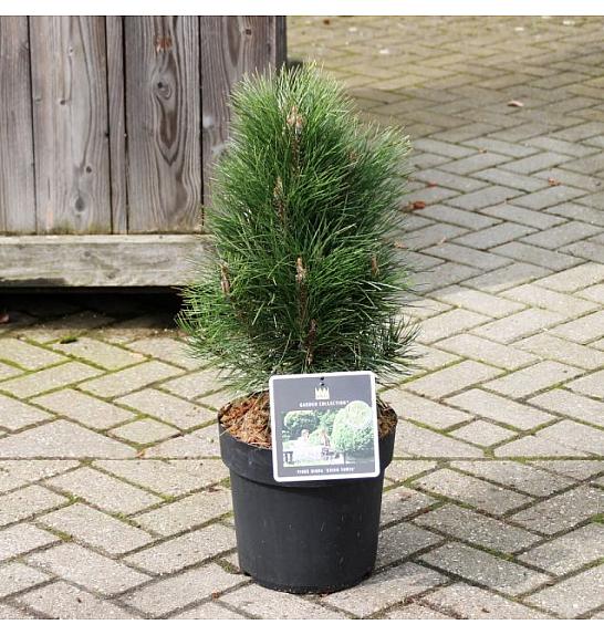 Pinus nigra Green Tower C11 Lit. 40-50 cm