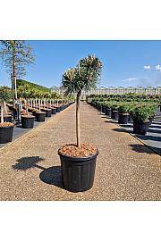 Pinus nigra Green Pearl C15 Lit. Na steblu 40 cm Krošnja 25-30 cm