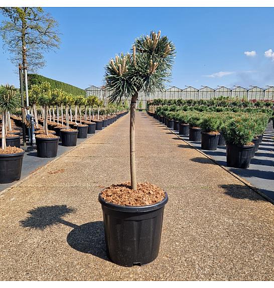 Pinus nigra Green Pearl C15 Lit. Na steblu 40 cm Krošnja 25-30 cm