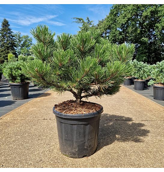 Pinus nigra Bright Eyes C20 Lit. 50-60 cm