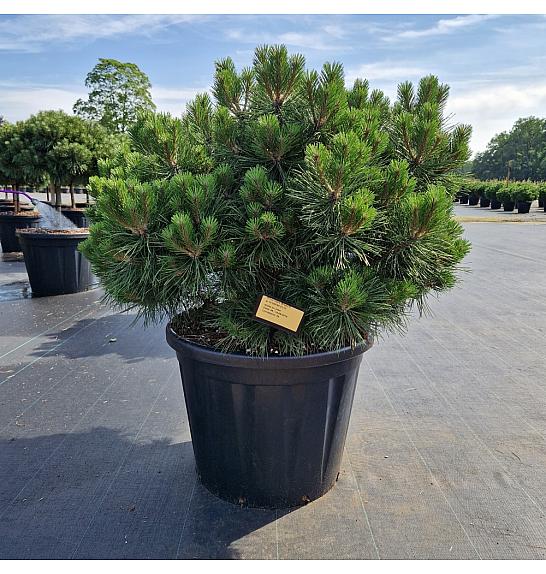 Pinus nigra Brepo® C110 Lit. Na steblu 10 cm Krošnja 90-100 cm