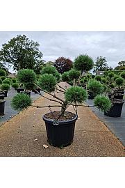Pinus nigra Brepo® C45 Lit. 70-80 cm Bonsai