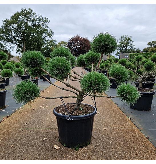 Pinus nigra Brepo® C45 Lit. 70-80 cm Bonsai