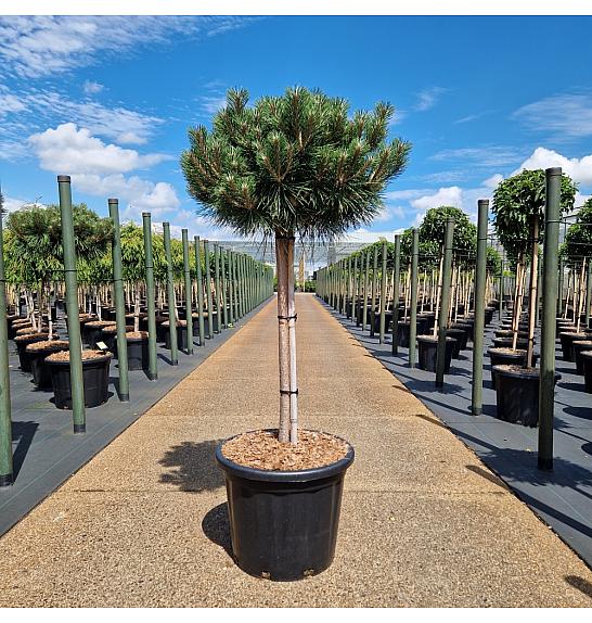 Pinus nigra Brepo® C35 Lit. Na steblu 80 cm Krošnja 50-60 cm