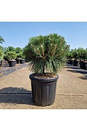Pinus nigra Brepo® C18 Lit.Na steblu 10 cm Krošnja 40/+ cm