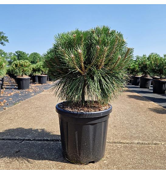 Pinus nigra Brepo® C18 Lit.Na steblu 10 cm Krošnja 40/+ cm
