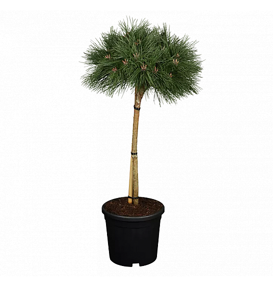 Pinus nigra Brepo C8 Lit. Na steblu 30 cm Krošnja 25-30 cm