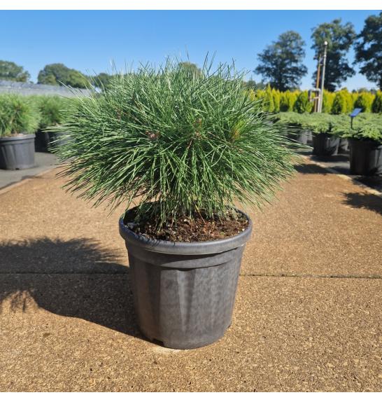 Pinus nigra Brepo C8 Lit. Na steblu 10 cm Krošnja 25-30 cm