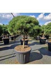 Pinus nigra Brepo C80 Lit. Na steblu 50 cm Krošnja 80-90 cm