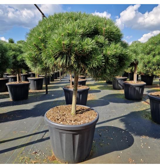 Pinus nigra Brepo C80 Lit. Na steblu 50 cm Krošnja 80-90 cm
