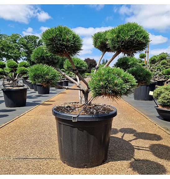 Pinus nigra Brepo C45 Lit. 60-80 cm Bonsai