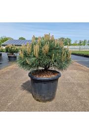 Pinus nigra Brepo C35 Lit. Na steblu 10 cm Krošnja 60-70 cm Krogla