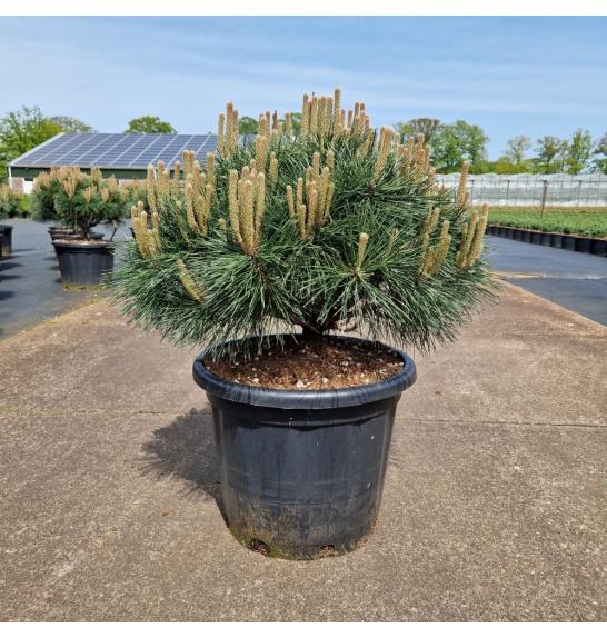 Pinus nigra Brepo C35 Lit. Na steblu 10 cm Krošnja 60-70 cm Krogla