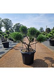 Pinus nigra Brepo C25 Lit. 60-70 cm Bonsai