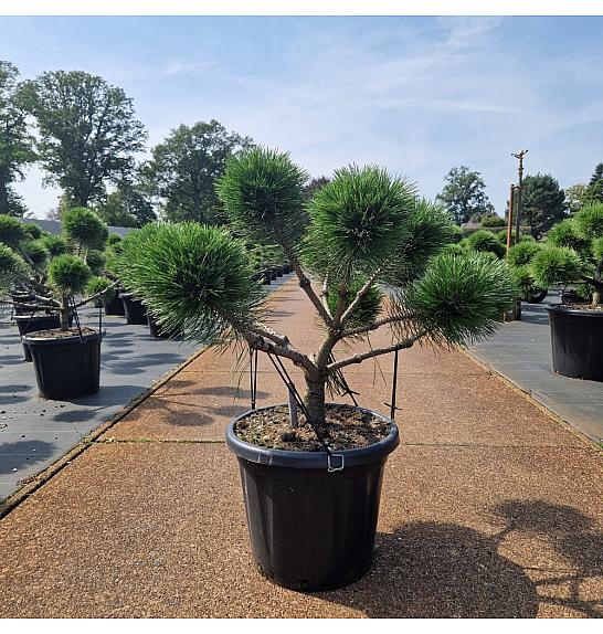 Pinus nigra Brepo C25 Lit. 60-70 cm Bonsai