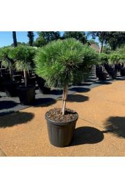 Pinus nigra Brepo C20 Lit. Na steblu 30 cm Krošnja 40-50 cm