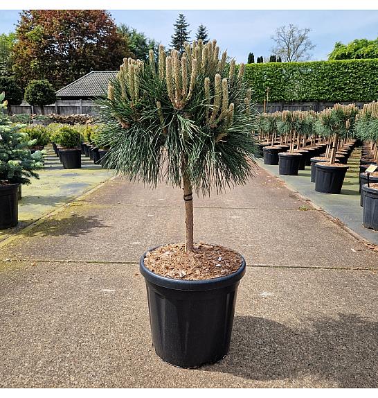 Pinus nigra Brepo C18 Lit. Na steblu 30 cm Krošnja 35-40 cm