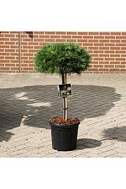 Pinus nigra Brepo C25 Lit. Na steblu 50 cm Krošnja 50 cm
