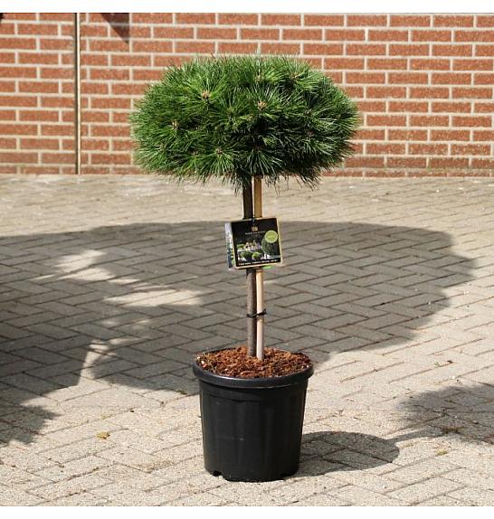 Pinus nigra Brepo C25 Lit. Na steblu 50 cm Krošnja 50 cm