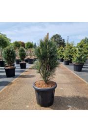 Pinus nigra Green Tower C25 Lit. 80-90 cm