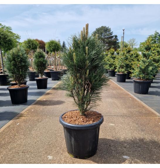 Pinus nigra Green Tower C25 Lit. 80-90 cm
