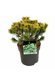 Pinus mugo Carsten's Wintergold C7,5 Lit. 25-30 cm