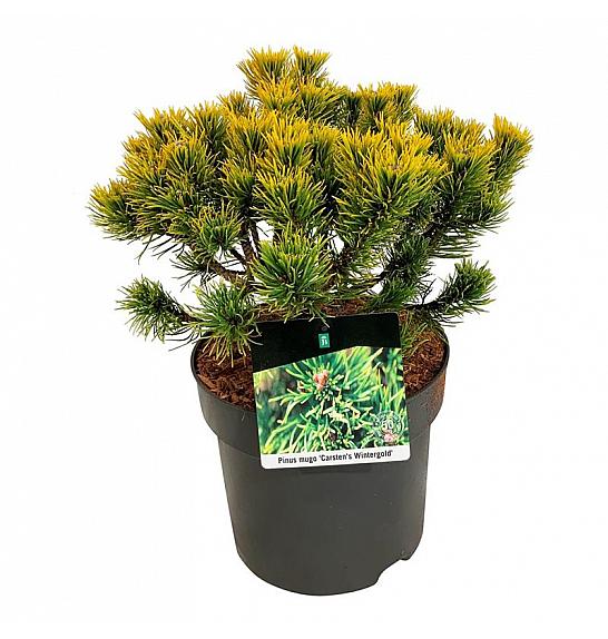 Pinus mugo Carsten's Wintergold C7,5 Lit. 25-30 cm