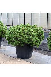 Pinus mugo Wintergold C130 Lit. 100-125 cm