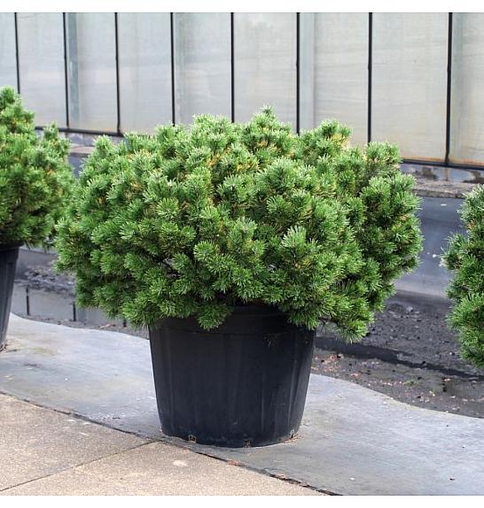 Pinus mugo Wintergold C130 Lit. 100-125 cm