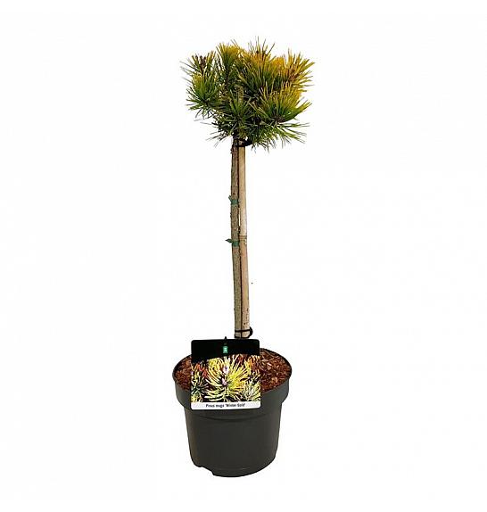 Pinus mugo Winter Gold C5 Lit. Na stabljici 40 cm