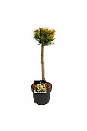Pinus mugo Winter Gold C5 Lit. Na steblu 40 cm