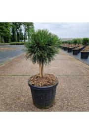 Pinus mugo Varella C6 Lit. Na steblu 20 cm