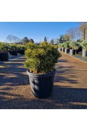 Pinus mugo Sherwood Compact C6 Lit. 25/+ cm