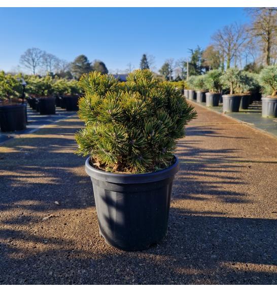 Pinus mugo Sherwood Compact C6 Lit. 25/+ cm