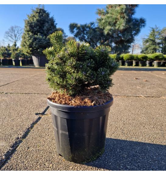 Pinus mugo Sherwood Compact C8 Lit. 25-30 cm