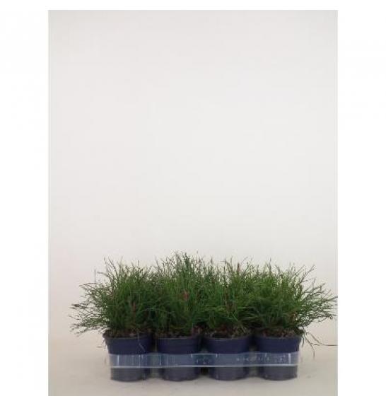 Pinus mugo Pumilio Ø11 10-15 cm