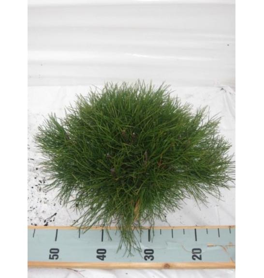 Pinus mugo Pumilio C5 Lit. 35-40 cm