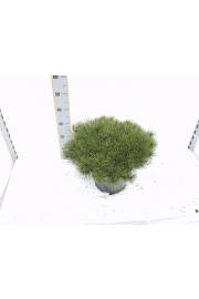 Pinus mugo Pumilio C35 Lit. 100-120 cm