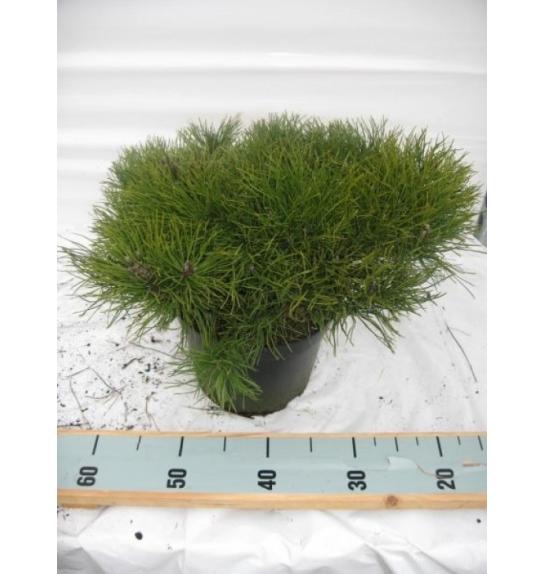 Pinus mugo Pumilio C15 Lit. 60-70 cm