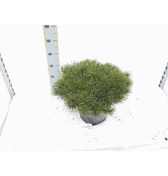 Pinus mugo Pumilio C25 Lit. 70-80 cm