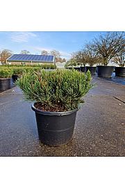 Pinus mugo pumilio C12 Lit. 35-40 cm